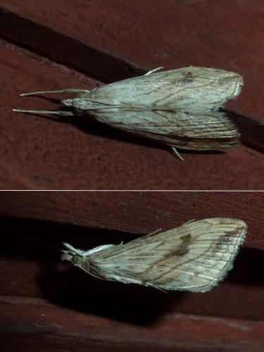 Evergestis forficalis